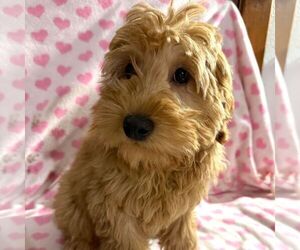 Goldendoodle (Miniature) Puppy for sale in ARCOLA, IL, USA