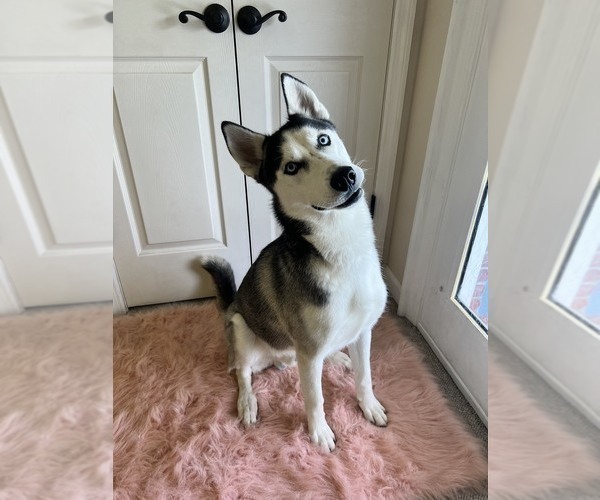 Medium Photo #1 Border Collie-Siberian Husky Mix Puppy For Sale in KINGSLAND, GA, USA