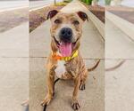 Small #1 American Pit Bull Terrier