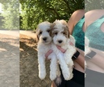 Small Photo #8 Goldendoodle (Miniature) Puppy For Sale in BRKN ARW, OK, USA