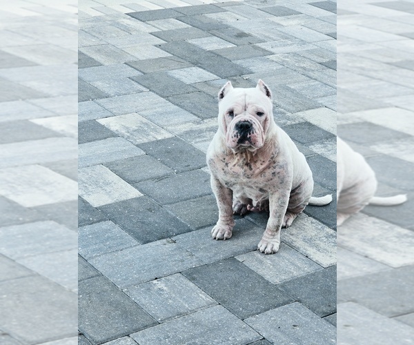 Medium Photo #1 American Bully Puppy For Sale in NORTH PORT, FL, USA