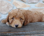 Small Photo #5 ShihPoo Puppy For Sale in HONEY BROOK, PA, USA