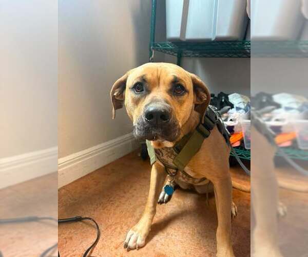 Medium Photo #1 Mastiff-Unknown Mix Puppy For Sale in Bolivar, MO, USA