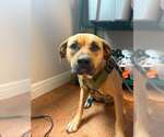 Small Mastiff Mix
