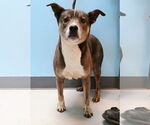 Small #1 American Pit Bull Terrier Mix