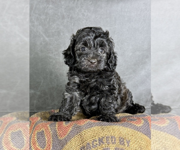 Medium Photo #10 Maltipoo (Toy) Puppy For Sale in OCALA, FL, USA