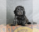 Small #9 Maltipoo (Toy)