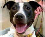 Small #8 Bull Terrier Mix