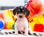 Small Photo #20 Dachshund Puppy For Sale in WAKARUSA, IN, USA