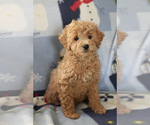 Small Photo #12 Goldendoodle (Miniature) Puppy For Sale in MILWAUKEE, WI, USA