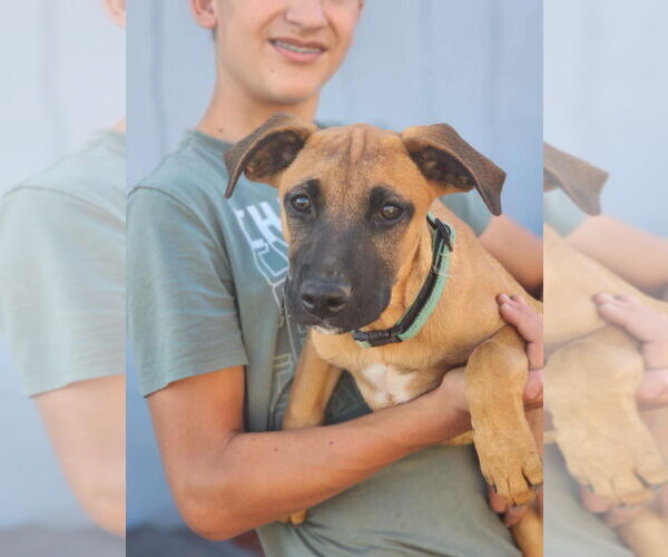 Medium Photo #3 Boxador Puppy For Sale in Dana Point, CA, USA