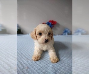 Cavachon Puppy for sale in MOUNT PLEASANT, MI, USA