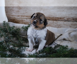English Shepherd Puppy for sale in WILLIAMSON, NY, USA
