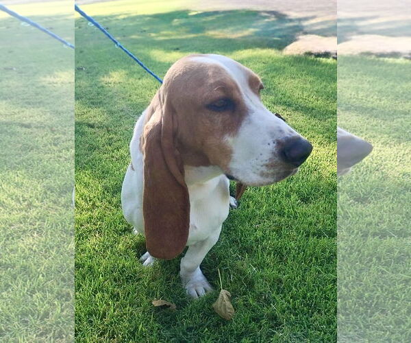 Medium Photo #2 Basset Hound Puppy For Sale in Omaha, NE, USA
