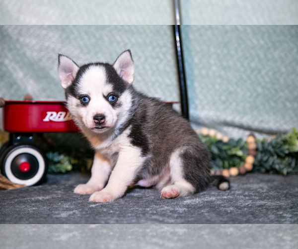 Medium Photo #6 Pomsky Puppy For Sale in ELIZABETHTOWN, PA, USA
