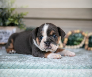 Medium Beabull