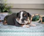 Puppy Lia Beabull