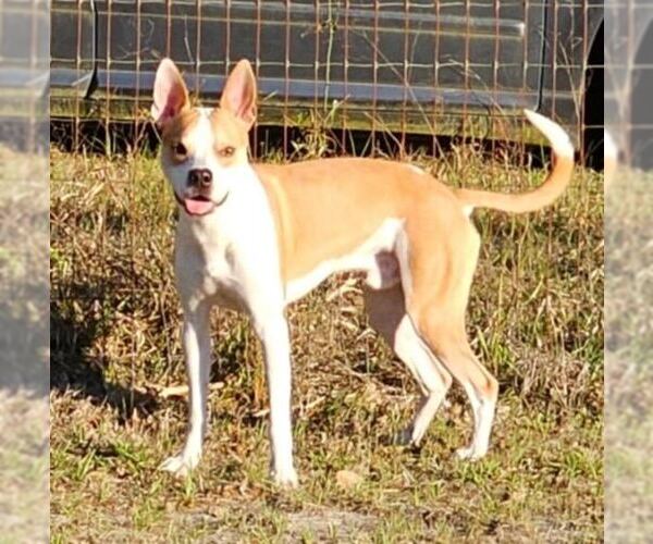 Medium Photo #3 Mutt Puppy For Sale in  Gainesville, FL, USA