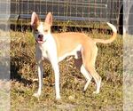 Small #2 Mutt