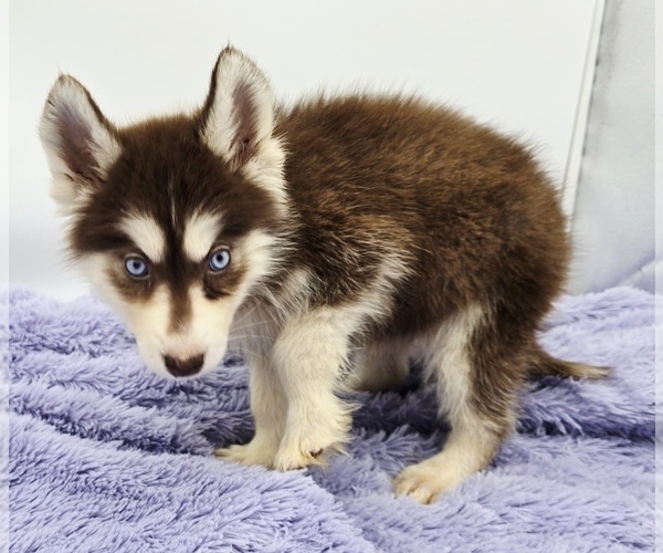 Medium Photo #1 Siberian Husky Puppy For Sale in SANDY HOOK, KY, USA