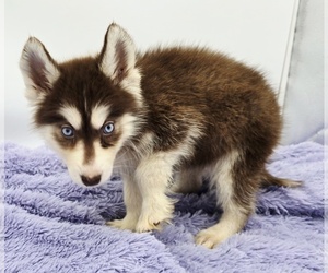 Siberian Husky Puppy for sale in SANDY HOOK, KY, USA