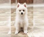 Small Photo #4 Pomsky Puppy For Sale in SEBRING, FL, USA