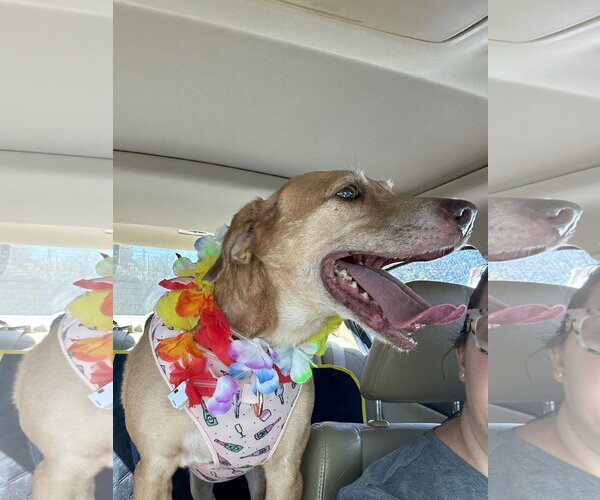 Medium Photo #1 Mutt Puppy For Sale in Jackson, MS, USA