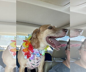 Mutt Dogs for adoption in Jackson, MS, USA