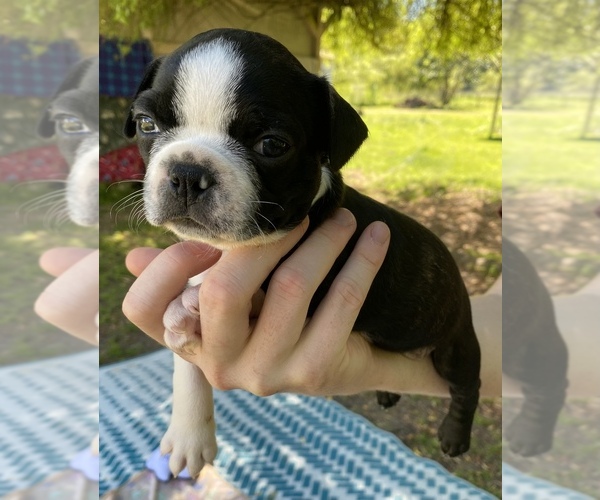 Medium Photo #1 Boston Terrier Puppy For Sale in EATONVILLE, WA, USA