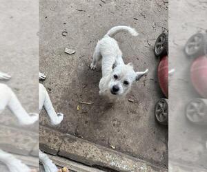 Mutt Dogs for adoption in San Antonio, TX, USA