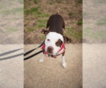 Small #10 American Pit Bull Terrier Mix