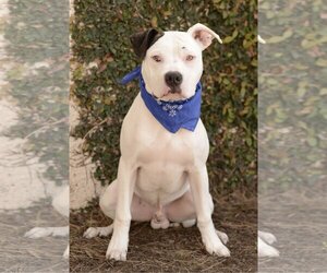 American Staffordshire Terrier-Bulldog Mix Dogs for adoption in Dana Point, CA, USA