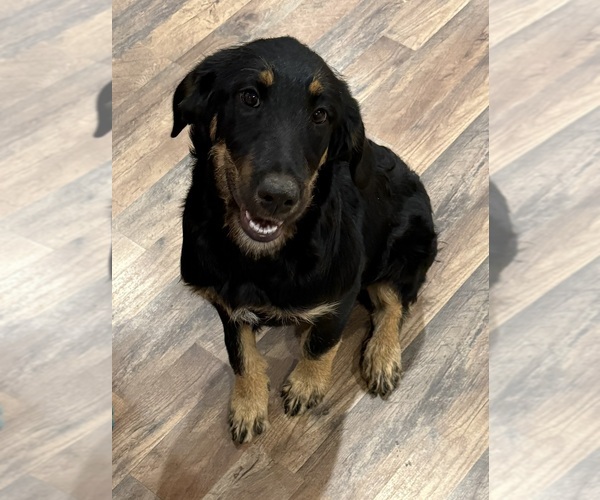 Medium Photo #2 Bernedoodle-Leonberger Mix Puppy For Sale in LITTLE ROCK, AR, USA