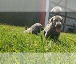 Small Photo #15 Weimaraner Puppy For Sale in SOCIAL CIRCLE, GA, USA
