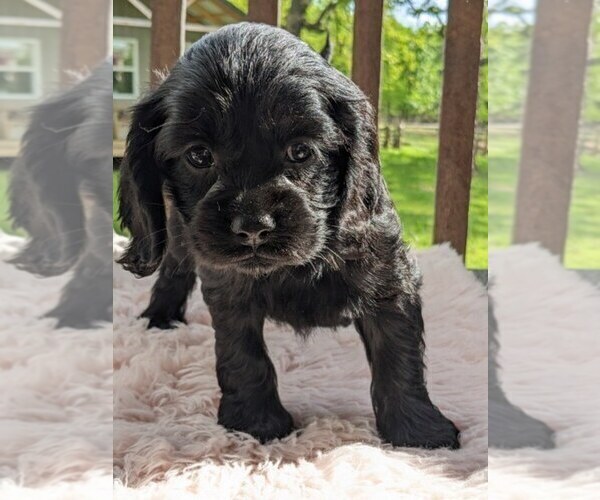 Medium Photo #4 Cock-A-Poo Puppy For Sale in SALEM, MO, USA