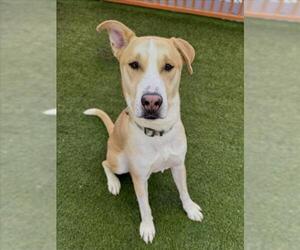 Labrador Retriever-Unknown Mix Dogs for adoption in Las Vegas, NV, USA