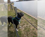 Small #25 American Staffordshire Terrier Mix