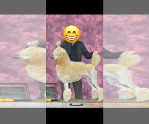 Father of the Poodle (Standard) puppies born on 06/08/2025