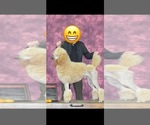 Small Photo #1 Poodle (Standard) Puppy For Sale in REDMOND, OR, USA