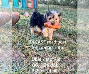 Morkie Puppy for sale in CASSVILLE, MO, USA