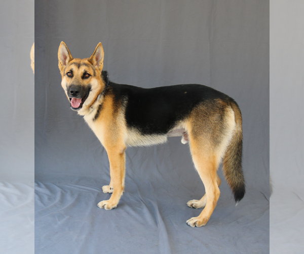 Medium Photo #2 German Shepherd Dog Puppy For Sale in Pasadena, CA, USA