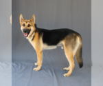 Small #1 German Shepherd Dog