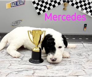 Saint Berdoodle-Sheepadoodle Mix Puppy for sale in MILLVILLE, MN, USA