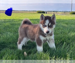 Siberian Husky Puppy for sale in FRANKLIN, IN, USA