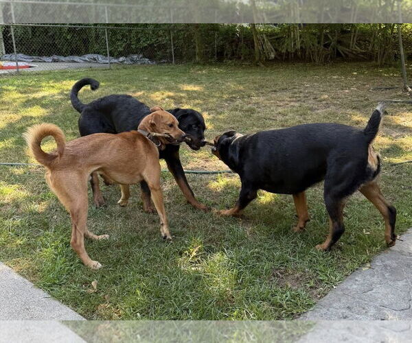 Medium Photo #3 Labrador Retriever-Unknown Mix Puppy For Sale in Hillsboro, NH, USA
