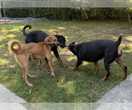 Small #2 Labrador Retriever Mix