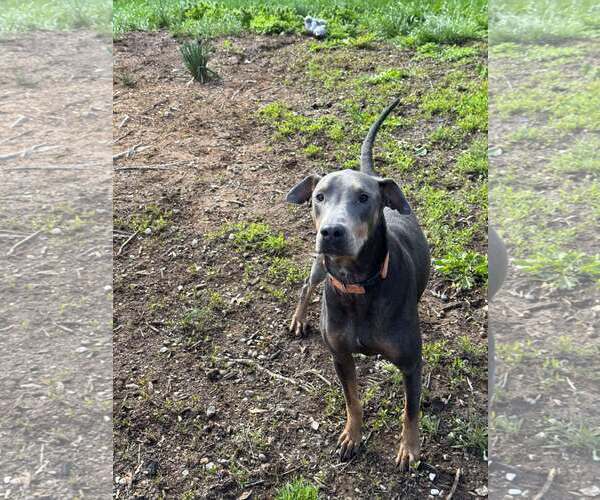 Medium Photo #1 Doberman Pinscher Puppy For Sale in Aurora, OH, USA