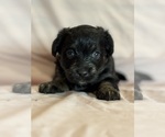 Kitten - Female Corgipoo Puppy for Sale - Photo #17
