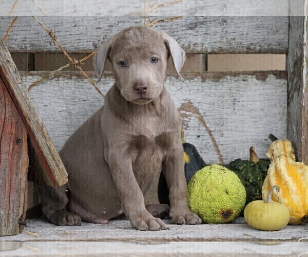 Medium Photo #1 Labrador Retriever Puppy For Sale in FREDERICKSBG, OH, USA