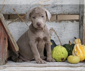 Labrador Retriever Puppy for sale in FREDERICKSBG, OH, USA